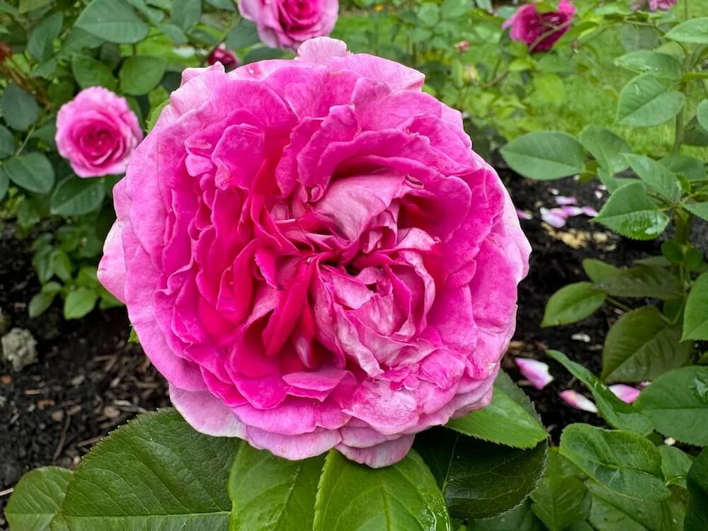 Rosa 'Betty Prior' (Betty Prior Floribunda Rose) — Northwest Blooms